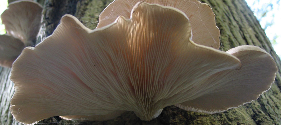 خرید و دانلود تحقیق در قارچ شناسی با موضوع قارچ خوراکی صدفی (Pleurotus ostreatus)